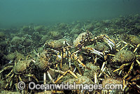 Giant Spider Crabs (Leptomithrax gaimardii) - mating aggregation. Southern Port Phillip Bay, Victoria, Australia