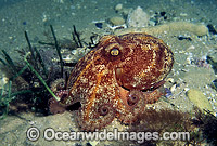 Pale Octopus (Octopus pallidus). Port Phillip Bay, Victoria, Australia