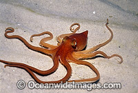 Southern Sand Octopus (Octopus kaurna). Port Phillip Bay, Victoria, Australia