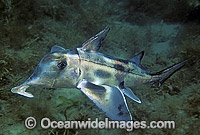 Elephant Shark (Callorhinchus milii). Also known as Elephant Fish and Ghost Shark. Southern Australia