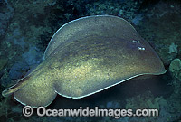 Coffin Ray (Hypnos monopterygium). Also known as Electric Ray, Crampfish, Numbfish, Short-tail Electric Ray and Torpedo Ray. New South Wales, Australia. This ray is capable of delivering a strong electric shock and uses its electric organs to stun prey.