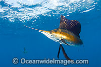 Atlantic Sailfish (Istiophorus albicans) at Sardine Run, South Africa. Also known as Billfish. Found in the Atlantic Oceans and the Caribbean Sea.