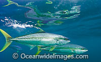 Yellow-tail Kingfish (Seriola lalandi). Also known as Yellowtail Amberjack and Great Amberjack. Found in sub-tropical and temperate seas in the Pacific and Indian oceans.