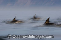 Short-beaked Common Dolphins (Delphinus delphis). Found in warm-temperate and tropical seas throughout the world. Photo taken at Cape Town, South Africa