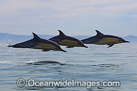 Short-beaked Common Dolphins (Delphinus delphis). Found in warm-temperate and tropical seas throughout the world. Photo taken at Cape Town, South Africa