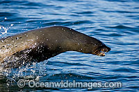 Cape Fur Seal (Arctocephalus pusillus pusillus) leaping through the surface. Seal Island, False Bay, South Africa