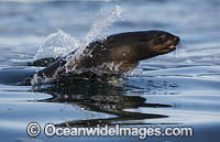 Cape Fur Seal (Arctocephalus pusillus), leaping from water to evade a Great White Shark. False Bay, Cape Town, South Africa.