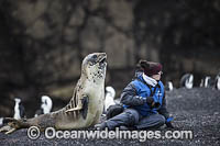 Southern Elephant Seal (Mirounga leonina), pup interacting with a wildlife expedition tourist. Antarctica.