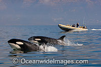 Orcas, or Killer Whales (Orcinus orca). Photo taken off Cape Point, South Africa. Classified Lower Risk on the IUCN Red List.