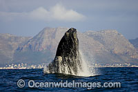 Southern Right Whale (Eubalaena australis) breaching on the surface. Photo taken in False Bay, South Africa. Classified Vulnerable on the IUCN Red List.