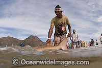 Local fisherman releasing a Ragged-tooth Shark (Carcharias taurus), also known as Sand Tiger Shark and Grey Nurse Shark, caught in a beach seine net. False Bay, Cape Town, South Africa
