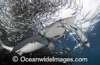 Blue Shark (Prionace glauca), feeding on an anchovy baitball. Also known as Blue Whaler and Great Blue Shark. This oceanic Shark is found in tropical and temperate seas worldwide. Photo taken at Cape Point, South Africa