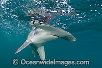 Smooth Hammerhead Shark (Sphyrna zygaena). Widespread in temperate and some tropical regions worldwide.