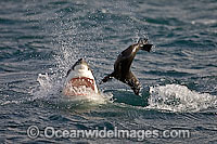 Great White Shark (Carcharodon carcharias) hunting a Cape Fur Seal (Arctocephalus pussilus pussilus). Seal Island, False Bay South Africa