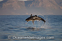 Great White Shark (Carcharodon carcharias) hunting a Cape Fur Seal (Arctocephalus pussilus pussilus). Seal Island, False Bay South Africa. Sequence 2.