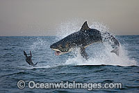 Great White Shark (Carcharodon carcharias) hunting a Cape Fur Seal (Arctocephalus pussilus pussilus). Seal Island, False Bay South Africa. Sequence 4.