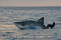 Great White Shark (Carcharodon carcharias) hunting a Cape Fur Seal (Arctocephalus pussilus pussilus). Seal Island, False Bay South Africa. Sequence 5.