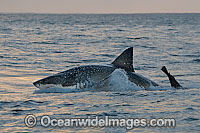 Great White Shark (Carcharodon carcharias) hunting a Cape Fur Seal (Arctocephalus pussilus pussilus). Seal Island, False Bay South Africa. Sequence 6.