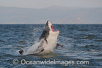 Great White Shark (Carcharodon carcharias) hunting a Cape Fur Seal (Arctocephalus pussilus pussilus). Seal Island, False Bay South Africa. Sequence 1.