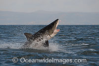 Great White Shark (Carcharodon carcharias) hunting a Cape Fur Seal (Arctocephalus pussilus pussilus). Seal Island, False Bay South Africa. Sequence 3.