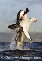 Great White Shark (Carcharodon carcharias), breaching on a seal decoy. Seal Island, False Bay, South Africa. Sequence 2.