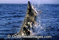 Great White Shark (Carcharodon carcharias) breaching on surface whilst attacking Cape Fur Seal (Arctocephalus pusillus pusillus). False Bay, South Africa. Protected species. Sequence - C2.