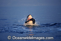 Great White Shark (Carcharodon carcharias) attacking Cape Fur Seal (Arctocephalus pusillus pusillus). False Bay, South Africa. Protected species Classified as Vulnerable on the IUCN Red List. Sequence - F2.