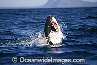 Great White Shark (Carcharodon carcharias) breaching on surface whilst attacking Cape Fur Seal (Arctocephalus pusillus pusillus). False Bay, South Africa. Protected species Classified as Vulnerable on the IUCN Red List. Sequence - G1.