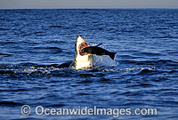 Great White Shark (Carcharodon carcharias) attacking Cape Fur Seal (Arctocephalus pusillus pusillus). False Bay, South Africa. Protected species Classified as Vulnerable on the IUCN Red List. Sequence - J1.
