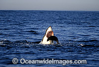 Great White Shark (Carcharodon carcharias) attacking Cape Fur Seal (Arctocephalus pusillus pusillus). False Bay, South Africa. Protected species Classified as Vulnerable on the IUCN Red List. Sequence - J3.