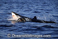 Great White Shark (Carcharodon carcharias) attacking Cape Fur Seal (Arctocephalus pusillus pusillus). False Bay, South Africa. Protected species Classified as Vulnerable on the IUCN Red List.