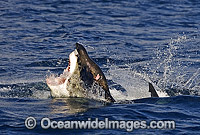 Great White Shark (Carcharodon carcharias) breaching on surface whilst attacking seal decoy. False Bay, South Africa. Protected species Classified as Vulnerable on the IUCN Red List.