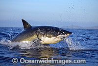 Great White Shark (Carcharodon carcharias) breaching on surface whilst attacking seal decoy. False Bay, South Africa. Protected species.