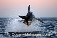 Great White Shark (Carcharodon carcharias) breaching on surface whilst attacking Cape Fur Seal (Arctocephalus pusillus pusillus). False Bay, South Africa. Protected species.