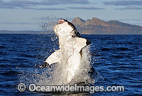 Great White Shark (Carcharodon carcharias) breaching on surface whilst attacking Cape Fur Seal. False Bay, South Africa. Protected species.