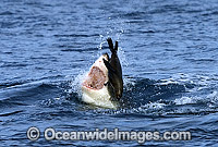Great White Shark (Carcharodon carcharias) breaching on surface whilst attacking Cape Fur Seal (Arctocephalus pusillus pusillus). False Bay, South Africa. Protected species Classified as Vulnerable on the IUCN Red List.