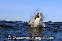 Great White Shark (Carcharodon carcharias) breaching on surface whilst attacking seal decoy. False Bay, South Africa. Protected species.