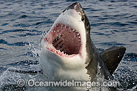 Great White Shark (Carcharodon carcharias) on the surface with jaws open. Seal Island, False Bay, South Africa. Protected species.