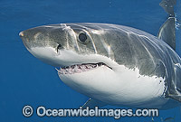 Great White Shark (Carcharodon carcharias) underwater. Also known as White Pointer and White Death. Guadalupe Island, Baja, Mexico, Pacific Ocean. Listed as Vulnerable Species on the IUCN Red List.