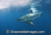 Great White Shark (Carcharodon carcharias) surrounded by Pilot Fish (Naucrates ductor). Also known as White Pointer and White Death. Guadalupe Island, Baja, Mexico, Pacific Ocean. Listed as Vulnerable Species on the IUCN Red List.
