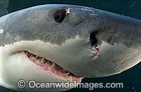 Great White Shark (Carcharodon carcharias). Seal Island, False Bay, South Africa. Protected species. Listed as Vulnerable Species on the IUCN Red List.