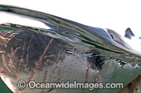 Great White Shark (Carcharodon carcharias) showing close detail of the ampullae of lorenzini - sensory pores. Seal Island, False Bay, South Africa. Protected species. Listed as Vulnerable Species on the IUCN Red List.