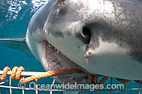 Great White Shark (Carcharodon carcharias) biting shark cage used by divers to observe sharks. Seal Island, False Bay, South Africa. Protected species. Listed as Vulnerable Species on the IUCN Red List.