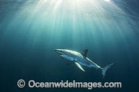 Great White Shark (Carcharodon carcharias). Seal Island, False Bay, South Africa.