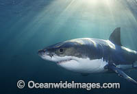 Great White Shark (Carcharodon carcharias). New Zealand.