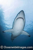 Great White Shark (Carcharodon carcharias). New Zealand.