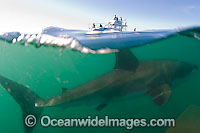 Great White Shark (Carcharodon carcharias) on the surface. Seal Island, False Bay, South Africa. Protected species.