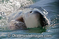 Great White Shark (Carcharodon carcharias) on the surface. Seal Island, False Bay, South Africa. Protected species.