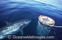 Great White Shark (Carcharodon carcharias) on the surface approaching a shark cage used by divers to observe sharks. Seal Island, False Bay, South Africa. Protected species.