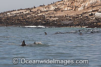 Great White Shark (Carcharodon carcharias) investigating seals at a seal colony. Seal Island, False Bay, South Africa. Protected species.